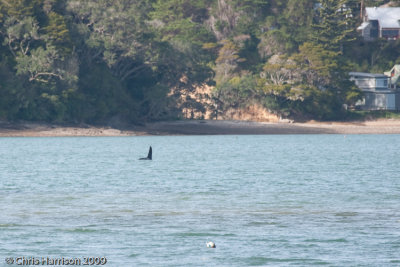 Killer WhaleOrcinus orca