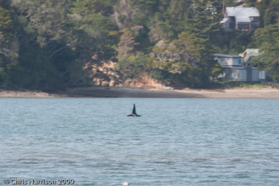 Killer WhaleOrcinus orca