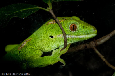 Australasian Geckos