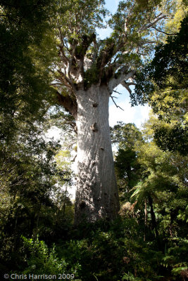 Tāne MahutaKauri (Agathis australis) Waipoua Forest, NZ