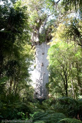 Tāne Mahuta<br>Kauri (Agathis australis) <br>Waipoua Forest, NZ