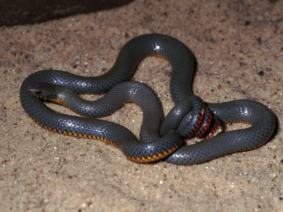 Diadophis punctatus regalisRegal Ringneck Snake