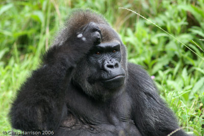 Western GorillaGorilla gorilla