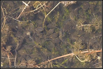 Rana draytoniCalifornia Red-legged Frog tadpolestadpole