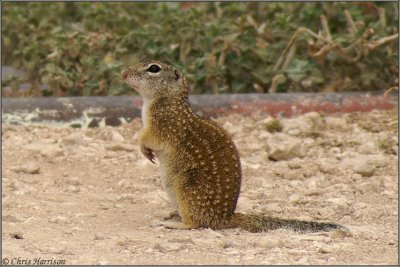 Rio Grande Ground-SquirrelIctidomys parvidens