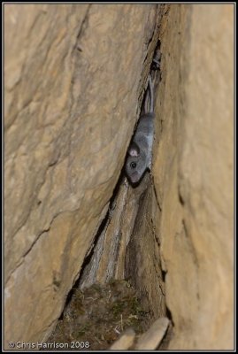 MousePeromyscus sp.Mt. Diablo, CA