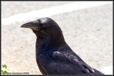 Common Raven