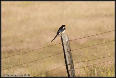 Yellow-billed Magpie