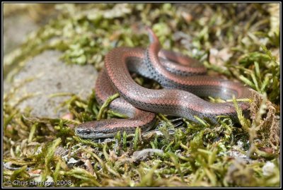 Contia tenuisSharp-tailed Snake