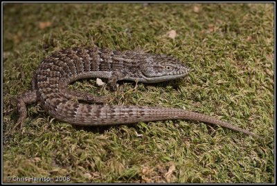 Elgaria multicarinataSouthern Alligator Lizard