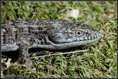 Elgaria multicarinataSouthern Alligator Lizard