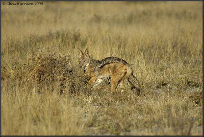 Black-backed JackalCanis mesomelasBotswana