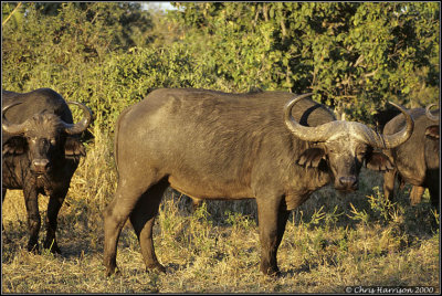 Cape BuffaloSyncerus cafferBotswana