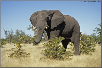 African ElephantLoxodonta africana