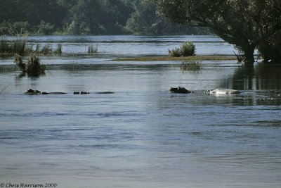 Common HippopotamusHippopotamus amphibiusZambezi River, Zimbabwe