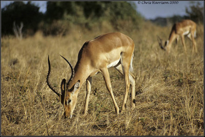 Impala grazingAepyceros melampusBotswana