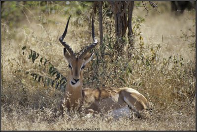 Impala maleAepyceros melampusZimbabwe