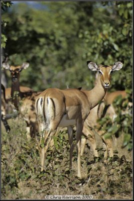 ImpalaAepyceros melampusZimbabwe