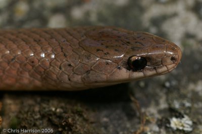 Virginia valeriae elegansWestern Smooth Earthsnake