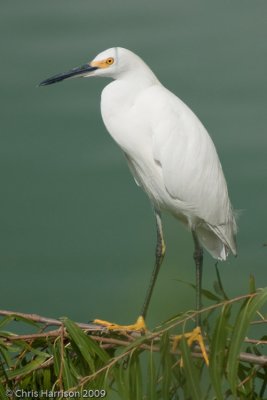 Snowy Egret