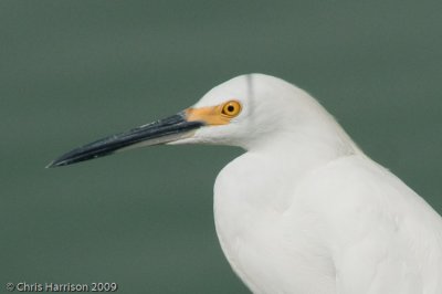 Herons and Bitterns