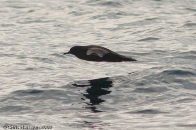 Short-tailed Shearwater