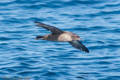 Sooty Shearwater