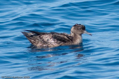 Sooty Shearwater