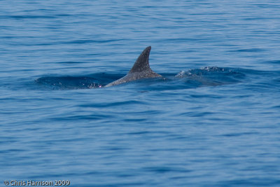 Atlantic Spotted DolphinStenella frontalis