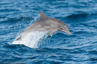 Whales and Dolphins