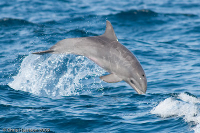 Atlantic Bottlenose DolphinTursiops truncatus