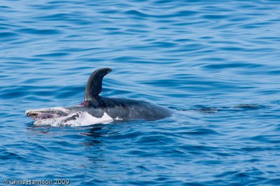 Atlantic Bottlenose Dolphin - deadTursiops truncatus