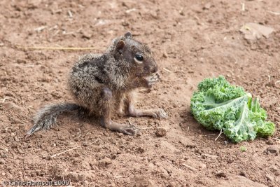 Rock SquirrelSpermophilus variegatus
