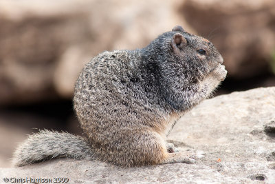 Rock SquirrelSpermophilus variegatus
