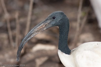 Sacred Ibis