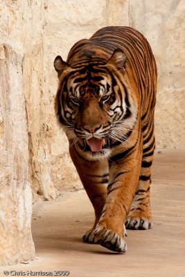 Sumatran TigerPanthera tigris sumatrana