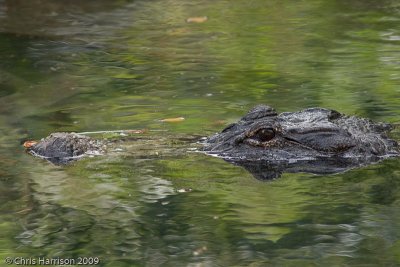 <i>Alligator mississippiensis</i><br><b>American Alligator</b>