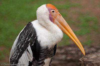 19 - Storks
