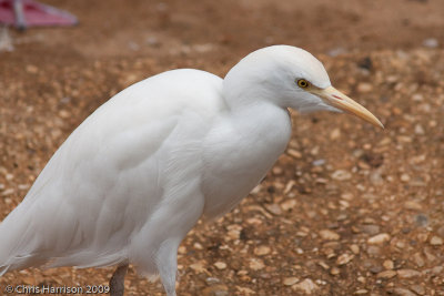 Cattle Egret