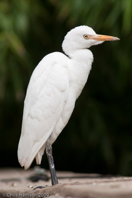 Cattle Egret