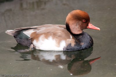 Red-crested Pochard