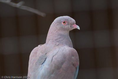 Peruvian Pigeon