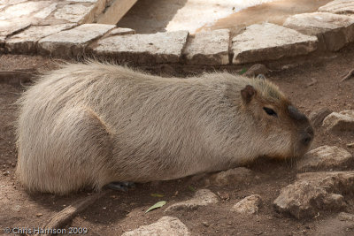 CapybaraHydrochoerus hydrochaerisSan Antonio Zoo
