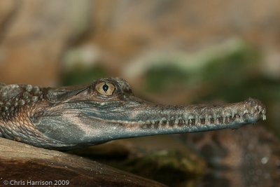 Crocodylus intermediusOrinoco Crocodile