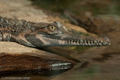 Crocodylus intermediusOrinoco Crocodile