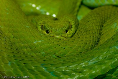 Bothriechis rowleyi