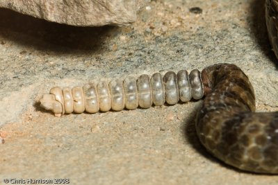 Crotalus priceiTwin-spotted Rattlesnake