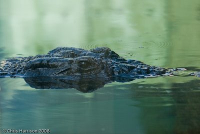 Crocodylus niloticusNile Crocodile