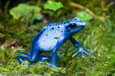 Dendrobatidae - Poison Frogs