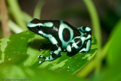 Dendrobates auratusGreen and Black Poison Frog